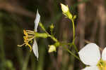 White meadowbeauty